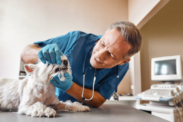 Best Pediatric Emergency Dentist in Kincheloe, MI